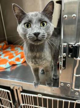 Ash -  Domestic Short Hair Cat for Adoption in Thomaston, Connecticut - Ash | PetCurious