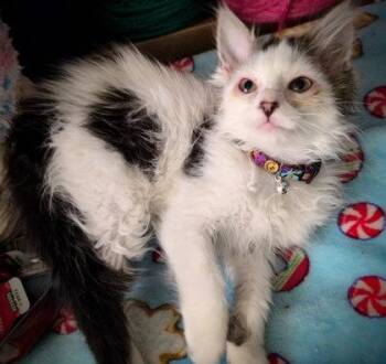 Dolly -  Domestic Long Hair and Domestic Short Hair Cat for Adoption in Columbus, Indiana - Dolly | PetCurious