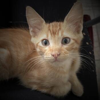 Rescue Domestic Short Hair Cats for Adoption - FURR-Stray-137_2 | PetCurious