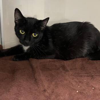 Desiree -  Domestic Short Hair Cat for Adoption in Fairport, New York - Desiree | PetCurious