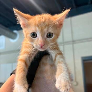 Miguel -  Domestic Short Hair Cat for Adoption in Huntington, West Virginia - Miguel | PetCurious