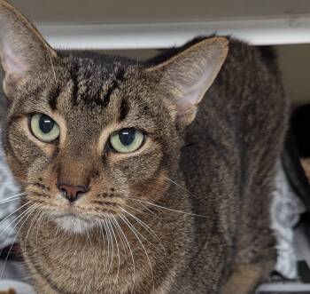 Rescue Abyssinian Cats for Adoption in St. Augustine, Florida - Sampson | PetCurious