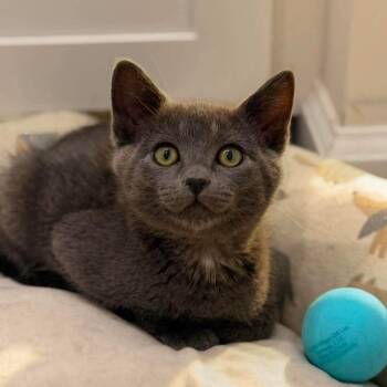 Piston -  Domestic Short Hair Cat for Adoption in Nampa, Idaho - Piston | PetCurious