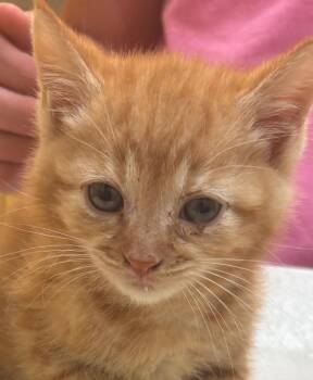 LUKA -  Domestic Short Hair Cat for Adoption in Elizabethton, Tennessee - LUKA | PetCurious
