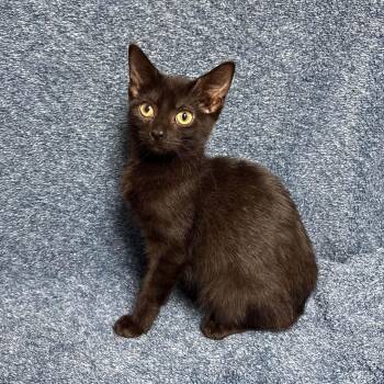 January -  Domestic Short Hair Cat for Adoption in Waterloo, Iowa - January | PetCurious