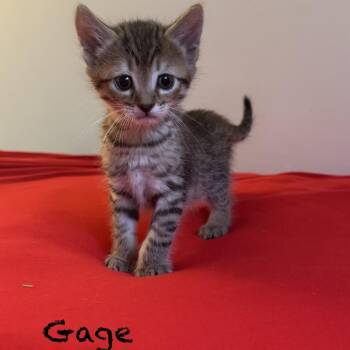 Domestic Short Hair Cats Available for Adoption in Peachtree City, Georgia - Gage | PetCurious