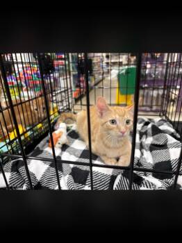 RON -  Domestic Short Hair Cat for Adoption in Northfield, Ohio - RON | PetCurious