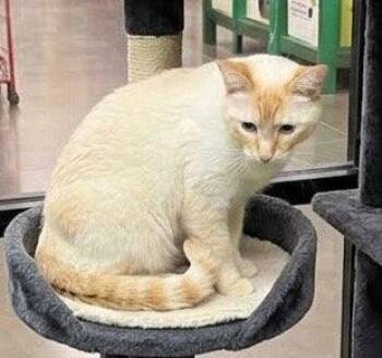 Tabby Cats Available for Adoption in Chandler, Arizona - Chiva | PetCurious