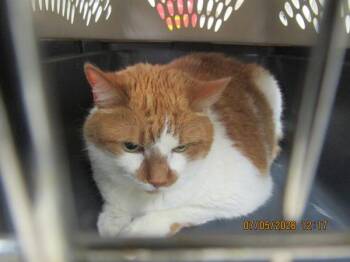 Sammy(644) -  Domestic Medium Hair Cat for Adoption in Marietta, Georgia - Sammy(644) | PetCurious