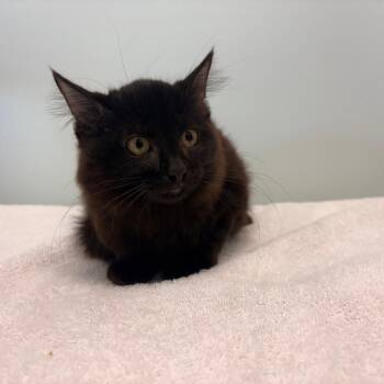 Clyde -  Domestic Medium Hair Cat for Adoption in Clavet, Saskatchewan - Clyde | PetCurious