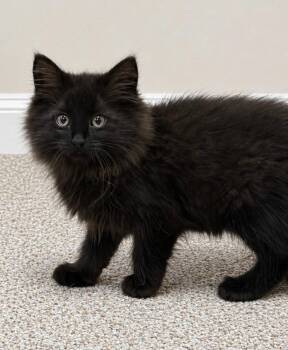 Domestic Long Hair Cats Available for Adoption in Pitman, New Jersey - Bruno | PetCurious