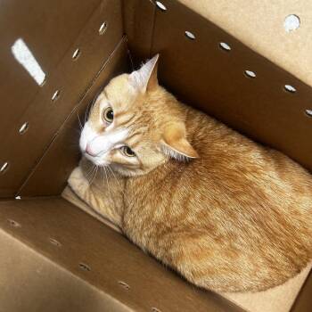 Lelo -  Domestic Short Hair Cat for Adoption in Philadelphia, Pennsylvania - Lelo | PetCurious