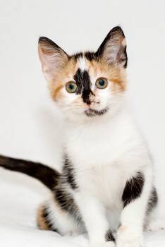 Rescue Domestic Short Hair Cats for Adoption in Washburn, Wisconsin - Madeline | PetCurious