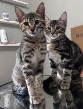 Grayson -  Domestic Short Hair and Tabby Cat for Adoption in Plano, Texas - Grayson | PetCurious