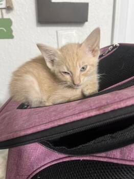 Domestic Short Hair Cats Available for Adoption in Plumerville, Arkansas - Biscuit | PetCurious