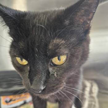 Domestic Short Hair Cats Available for Adoption in Kingman, Kansas - Kit | PetCurious