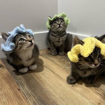 Cucho -  Domestic Medium Hair Cat for Adoption in Granville, Ohio - Cucho | PetCurious