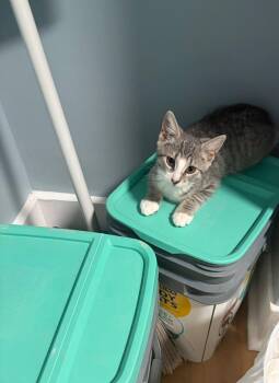 Moony -  Domestic Short Hair Cat for Adoption in Bendersville, Pennsylvania - Moony | PetCurious