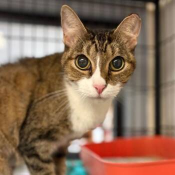Kittana -  Domestic Short Hair Cat for Adoption in Austin, Texas - Kittana | PetCurious