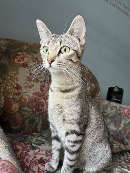 Rescue Domestic Short Hair Cats for Adoption in St. Peters, Missouri - FLORENCE | PetCurious