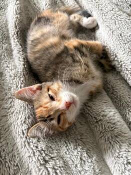 Persephone -  Domestic Short Hair Cat for Adoption in Millcreek, Utah - Persephone | PetCurious