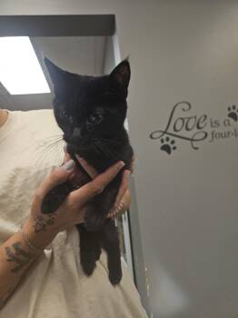 Rescue Domestic Short Hair Cats for Adoption in Hamburg, New York - April | PetCurious