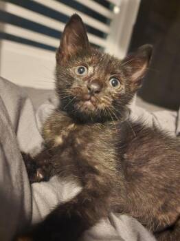 Domestic Short Hair Cats Available for Adoption in New York, New York - Squeaky *Foster-to-Adopt Needed* | PetCurious