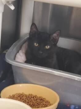 Rescue Domestic Short Hair Cats for Adoption in Sunnyvale, Texas - Cumin | PetCurious