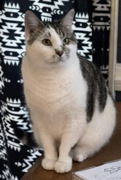 Domestic Medium Hair Cats Available for Adoption - Princess - Sweet Mama Cat!  | PetCurious