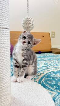 Ruffles -  Domestic Medium Hair Cat for Adoption in Milltown, New Jersey - Ruffles | PetCurious