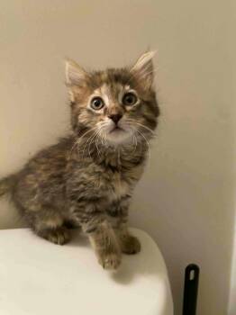 Domestic Long Hair Cats Available for Adoption in Camden, South Carolina - Knee (Available For Pre-adoption) | PetCurious