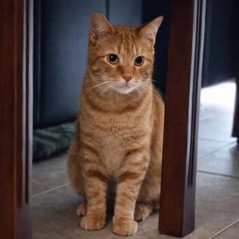 Domestic Short Hair Cats Available for Adoption in Boerne, Texas - Stanley The Steamroller | PetCurious