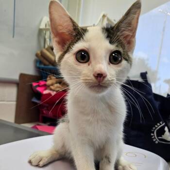 Dipper -  Domestic Short Hair Cat for Adoption in Corpus Christi, Texas - Dipper | PetCurious