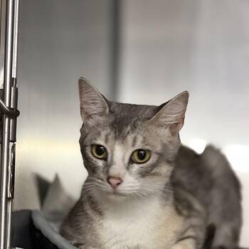 Wanda -  Domestic Short Hair Cat for Adoption in Pauls Valley, Oklahoma - Wanda | PetCurious
