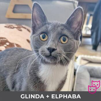 Domestic Short Hair Cats Available for Adoption - Glinda (bonded With Elphaba) | PetCurious
