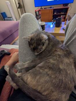 Domestic Short Hair Cats Available for Adoption - Camellia | PetCurious