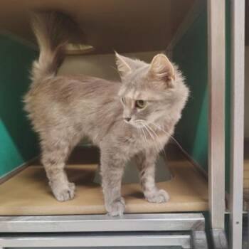 Tiki -  Domestic Long Hair and Domestic Short Hair Cat for Adoption - Tiki | PetCurious