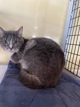 Domestic Short Hair Cats Available for Adoption in Ferndale, Michigan - Sophia | PetCurious