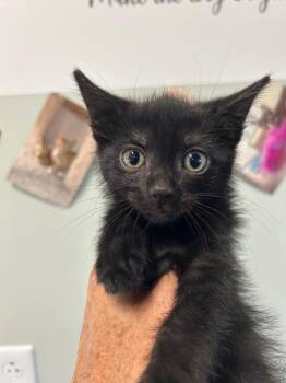 Zucchini Lasagna -  Domestic Short Hair Cat Available for Adoption in Gautier, Mississippi - Zucchini Lasagna | PetCurious
