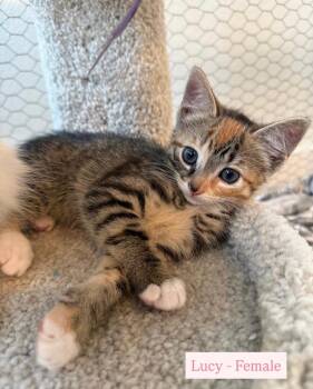 Lucy -  Tabby Cat for Adoption in San Antonio, Texas - Lucy | PetCurious