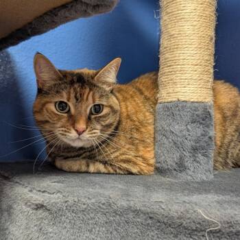 Keke -  Domestic Long Hair Cat for Adoption in Titusville, Florida - Keke | PetCurious