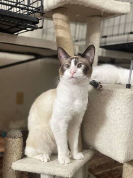 Rescue Domestic Short Hair and Snowshoe Cats for Adoption in Trenton, New Jersey - Kelso | PetCurious