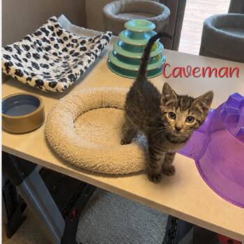 Caveman -  Domestic Short Hair Cat for Adoption in Parkersburg, West Virginia - Caveman | PetCurious