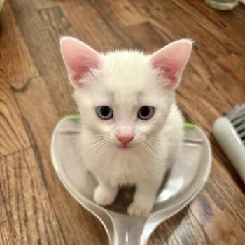 Domestic Short Hair Cats Available for Adoption in Garland, Texas - Addy | PetCurious