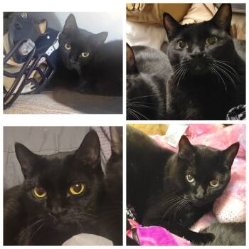 Rescue Domestic Short Hair Cats for Adoption in Rochester, Minnesota - Bean | PetCurious