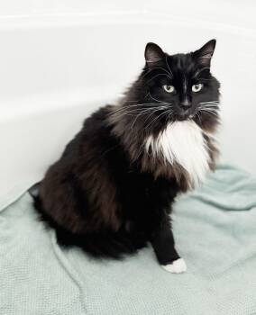 Domestic Long Hair and Tuxedo Cats Available for Adoption - Maximus | PetCurious
