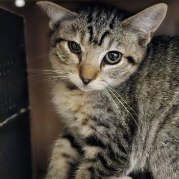 New York -  Domestic Medium Hair Cat for Adoption in Oakland, California - New York | PetCurious