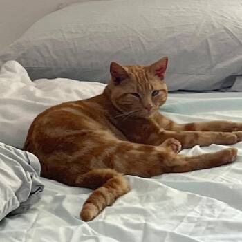 Domestic Short Hair Cats Available for Adoption in Sandy Springs, Georgia - Xander | PetCurious