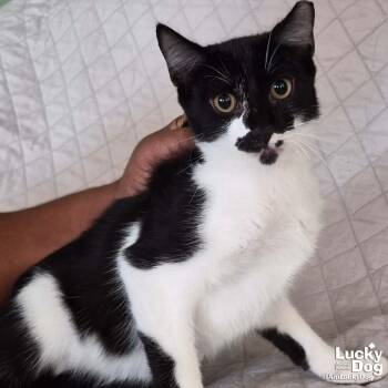 Domestic Short Hair Cats Available for Adoption - Thor | PetCurious
