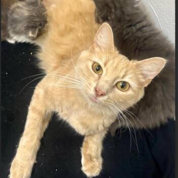 Domestic Medium Hair Cats Available for Adoption - Juliet | PetCurious